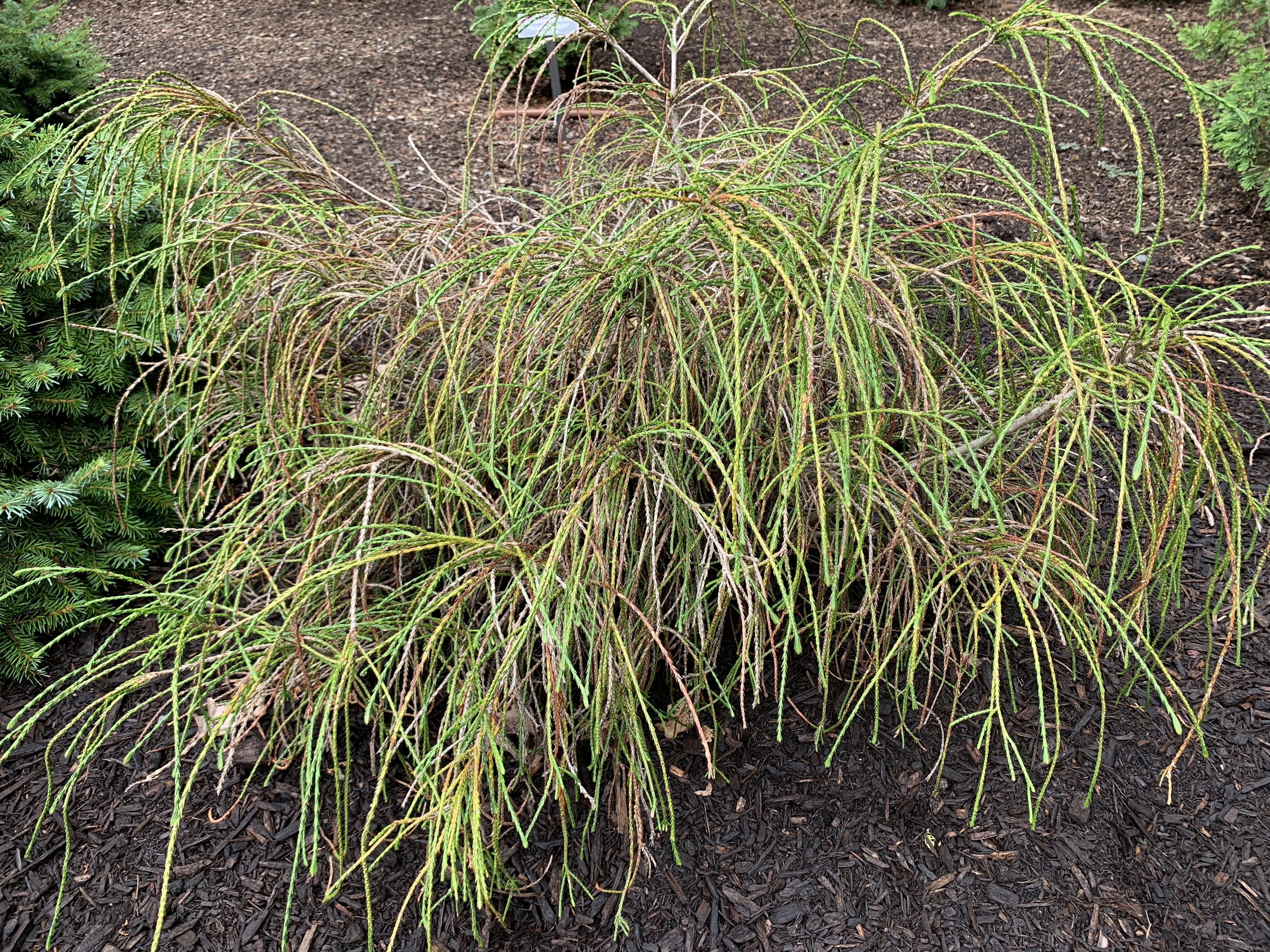 Thuja plicata 
