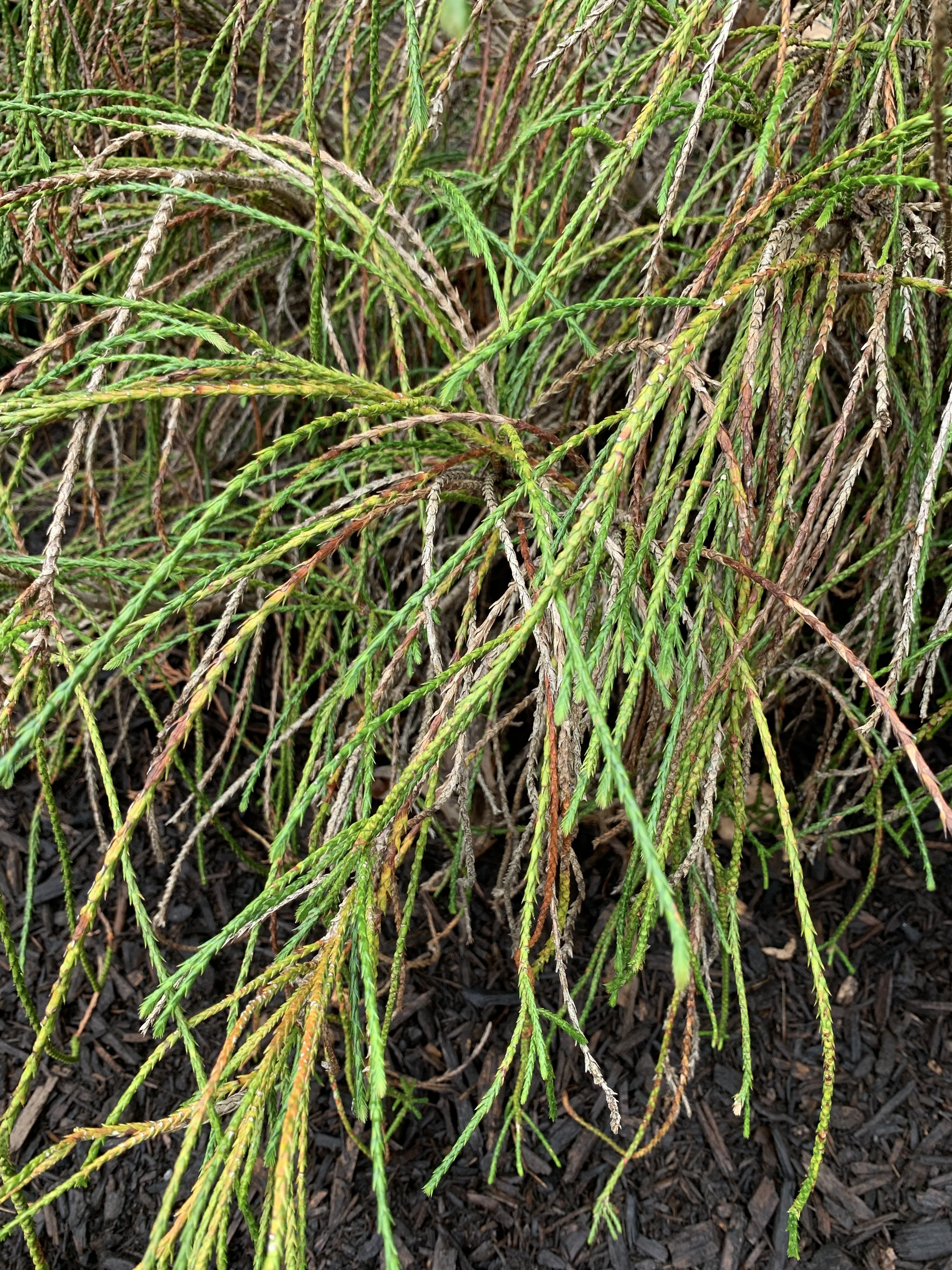 Thuja plicata 