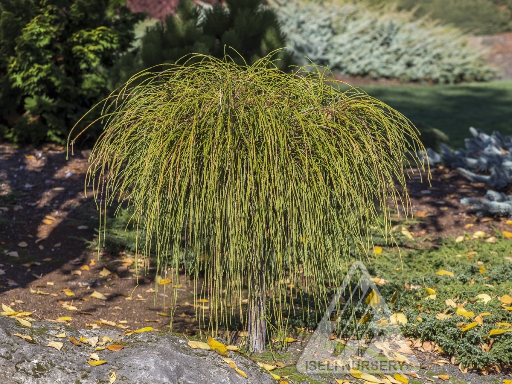 Thuja plicata 