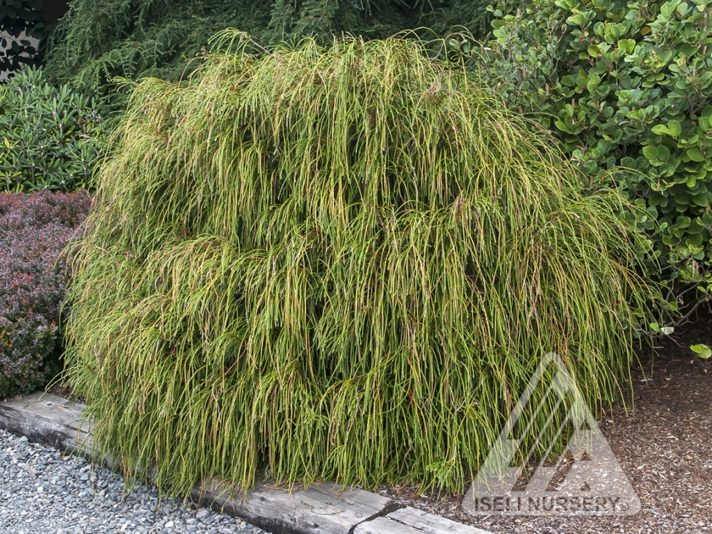 Thuja plicata 