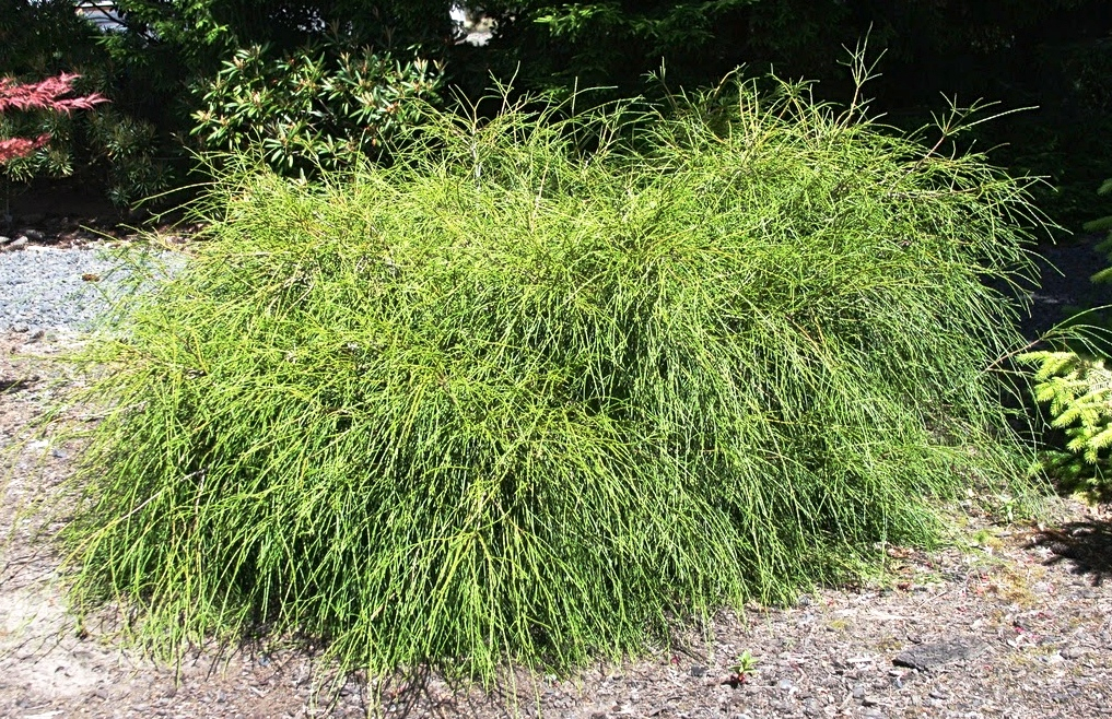 Thuja plicata 