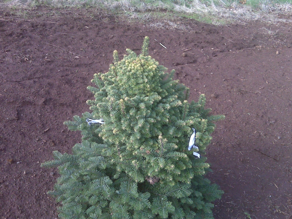 Abies procera 