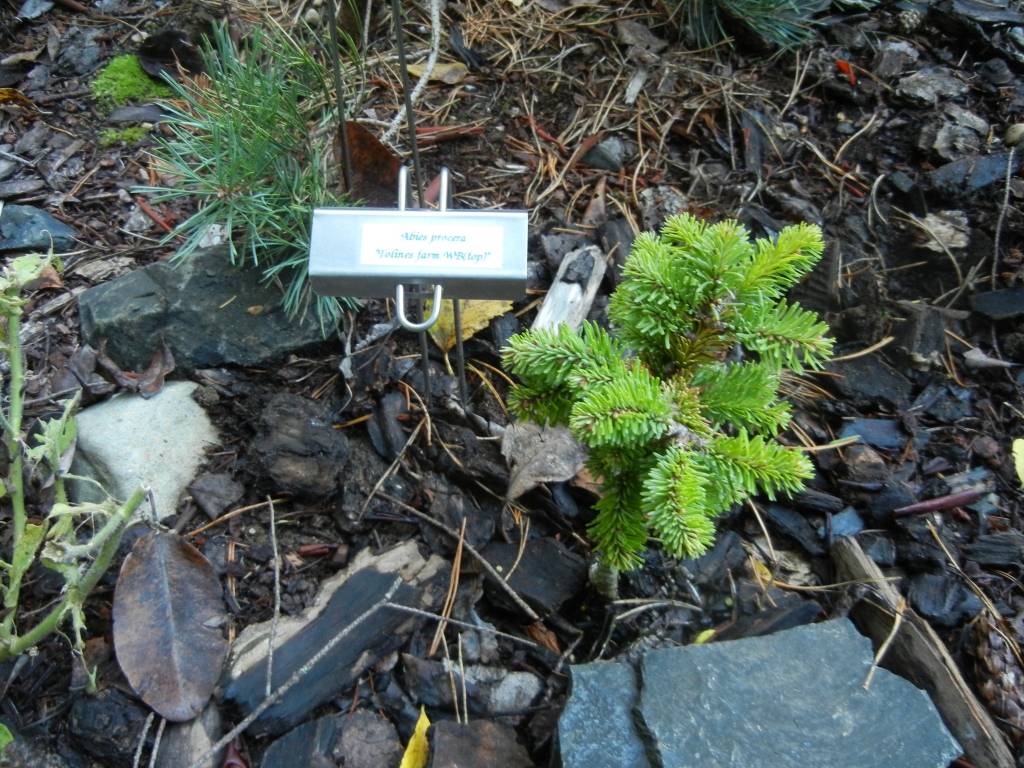 Abies procera 
