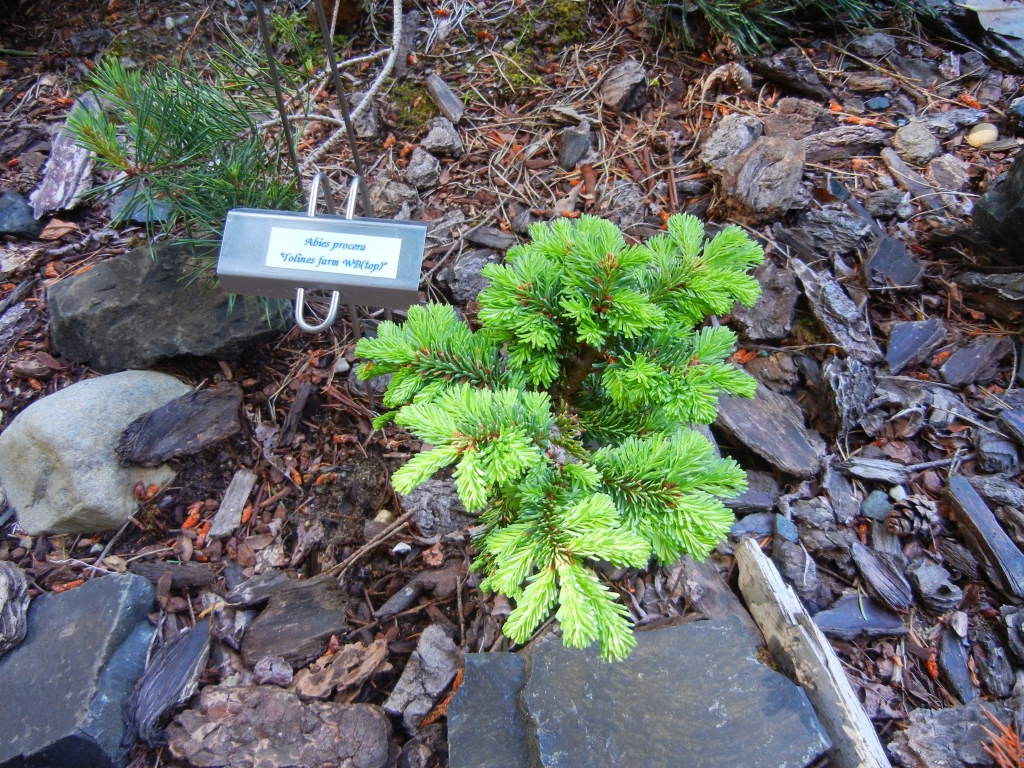Abies procera 