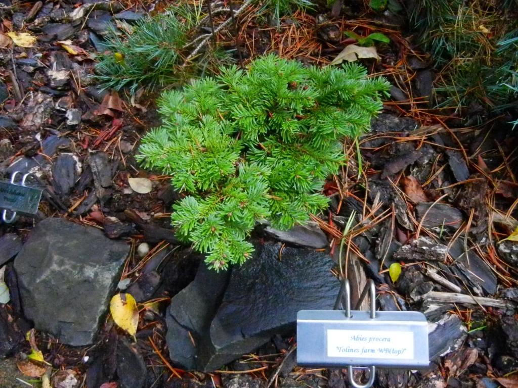 Abies procera 