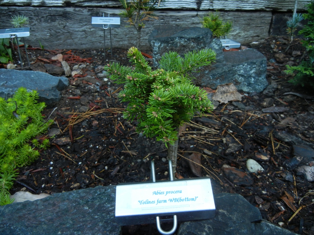 Abies procera 
