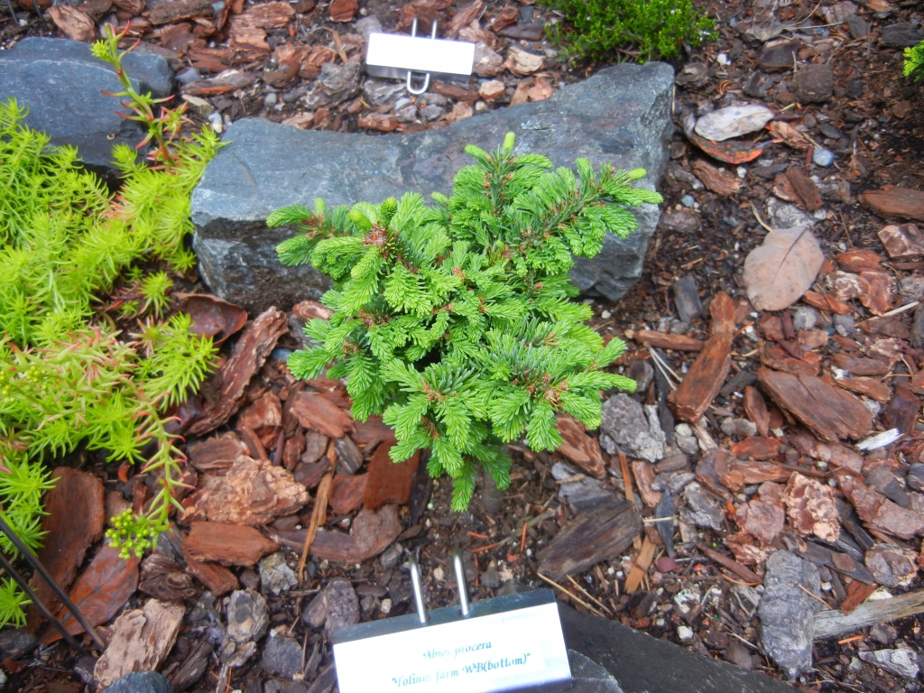 Abies procera 