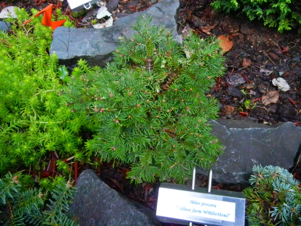 Abies procera 