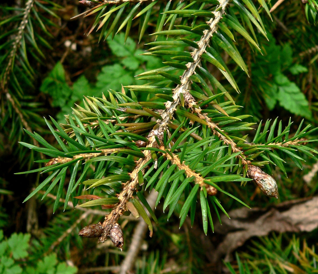 Picea martinezii