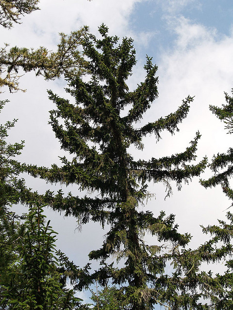 Picea martinezii
