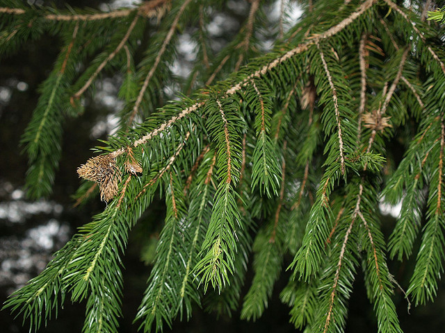 Picea martinezii