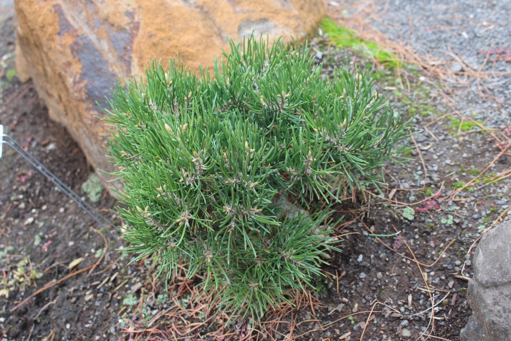 Pinus edulis 