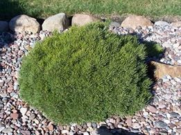 Pinus edulis 