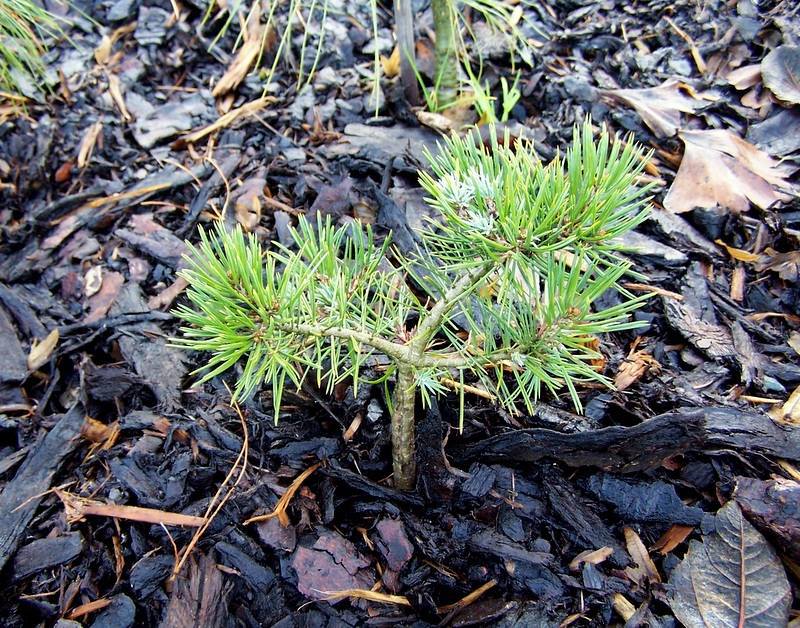 Pinus edulis 