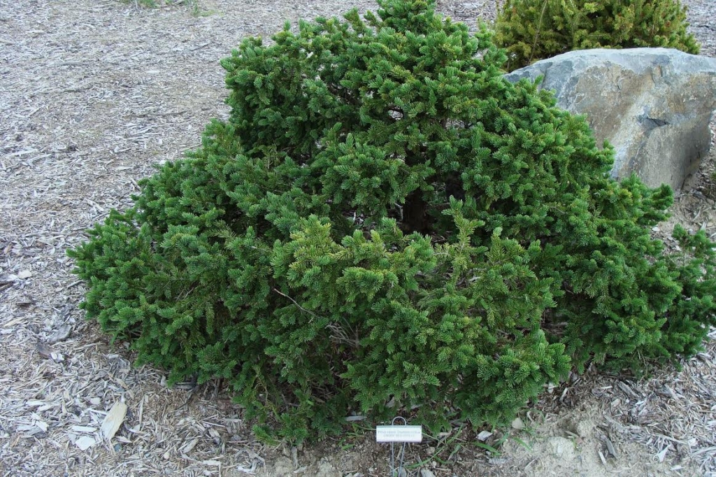 Picea rubens 
