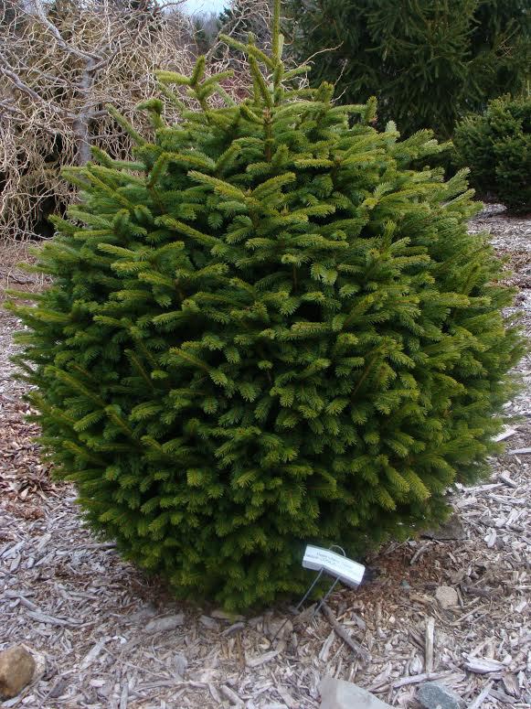 Picea rubens 