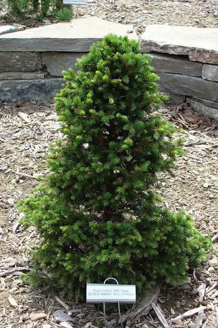Picea rubens 