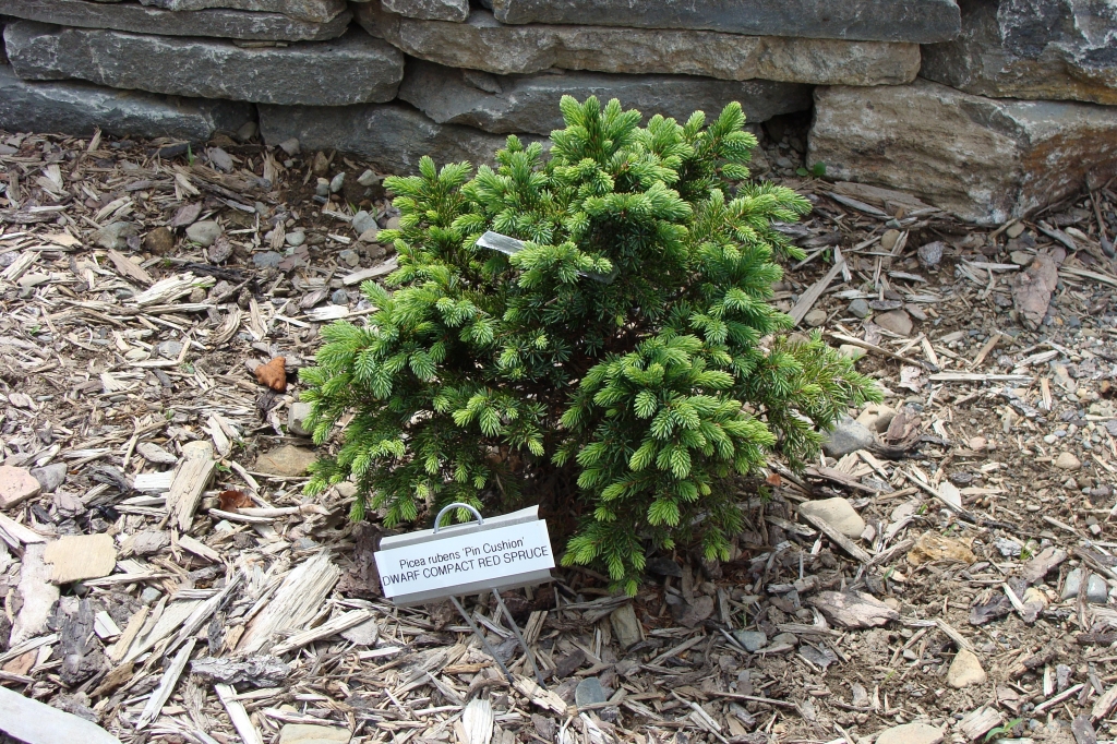 Picea rubens 