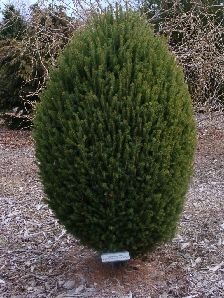 Picea mariana 