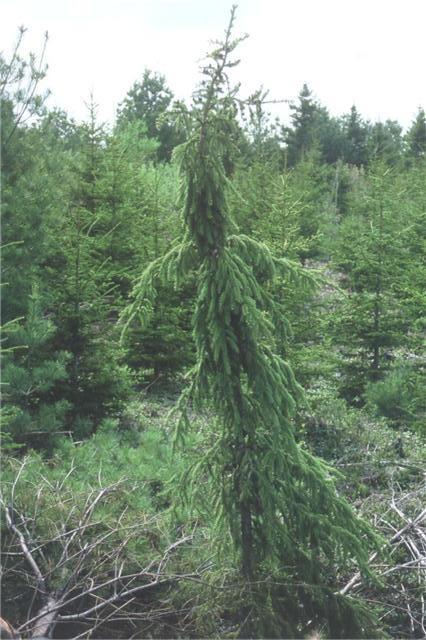 Picea mariana 