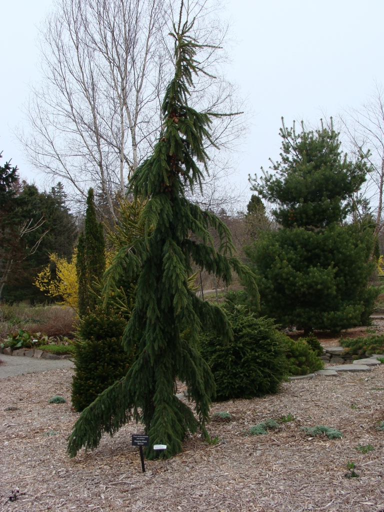 Picea mariana 
