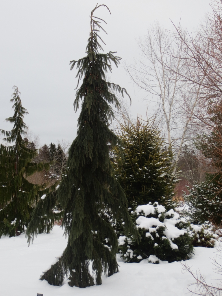 Picea mariana 