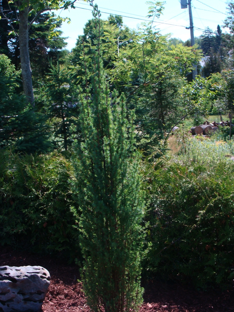 Larix laricina 