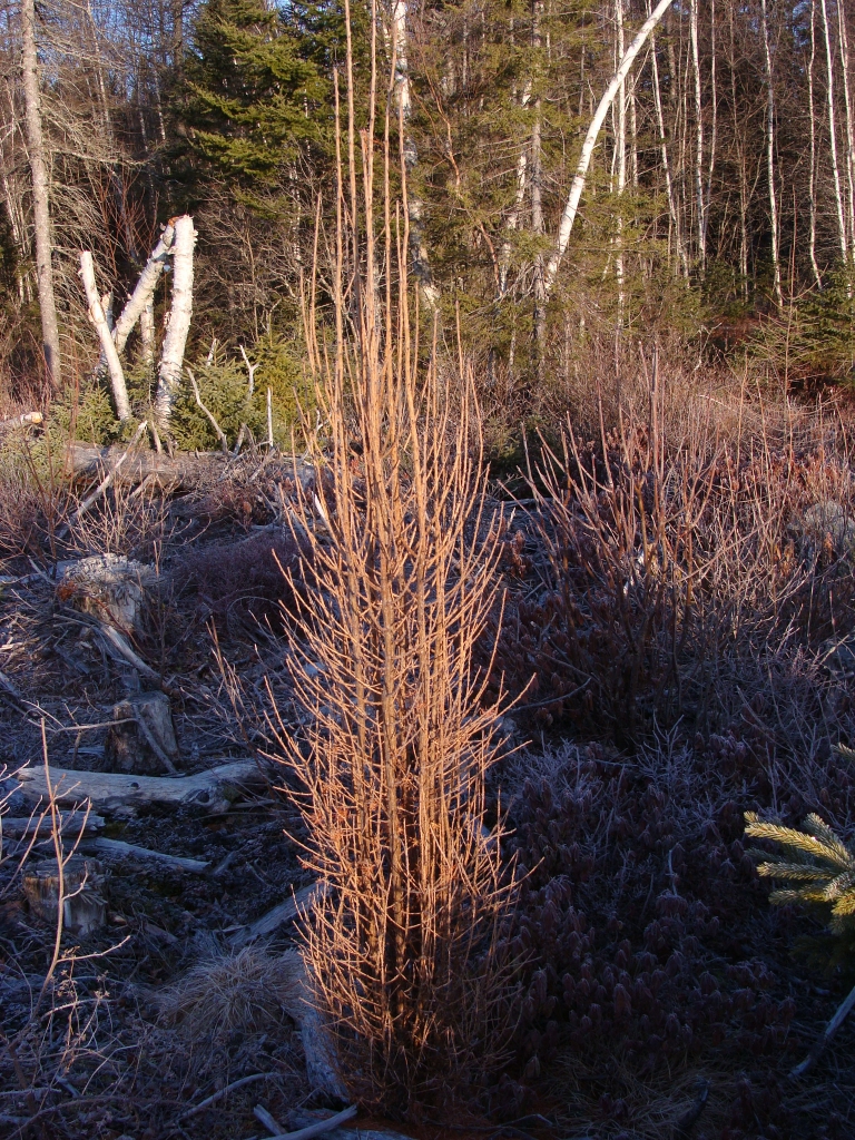 Larix laricina 