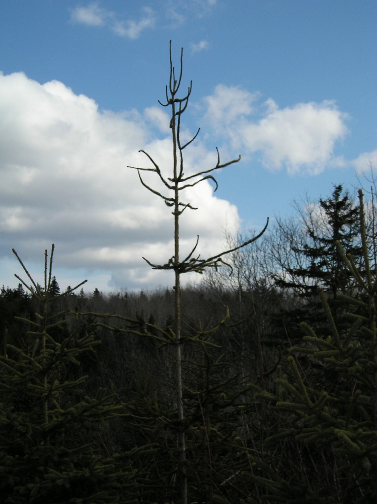 Picea glauca 