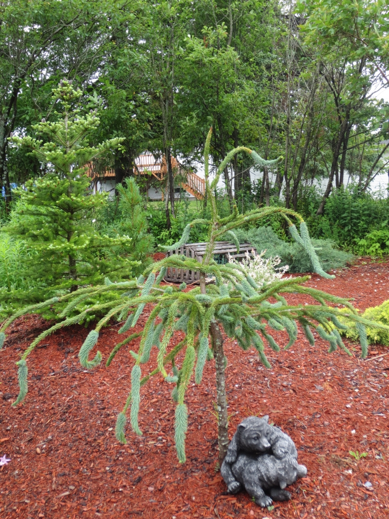 Picea glauca 