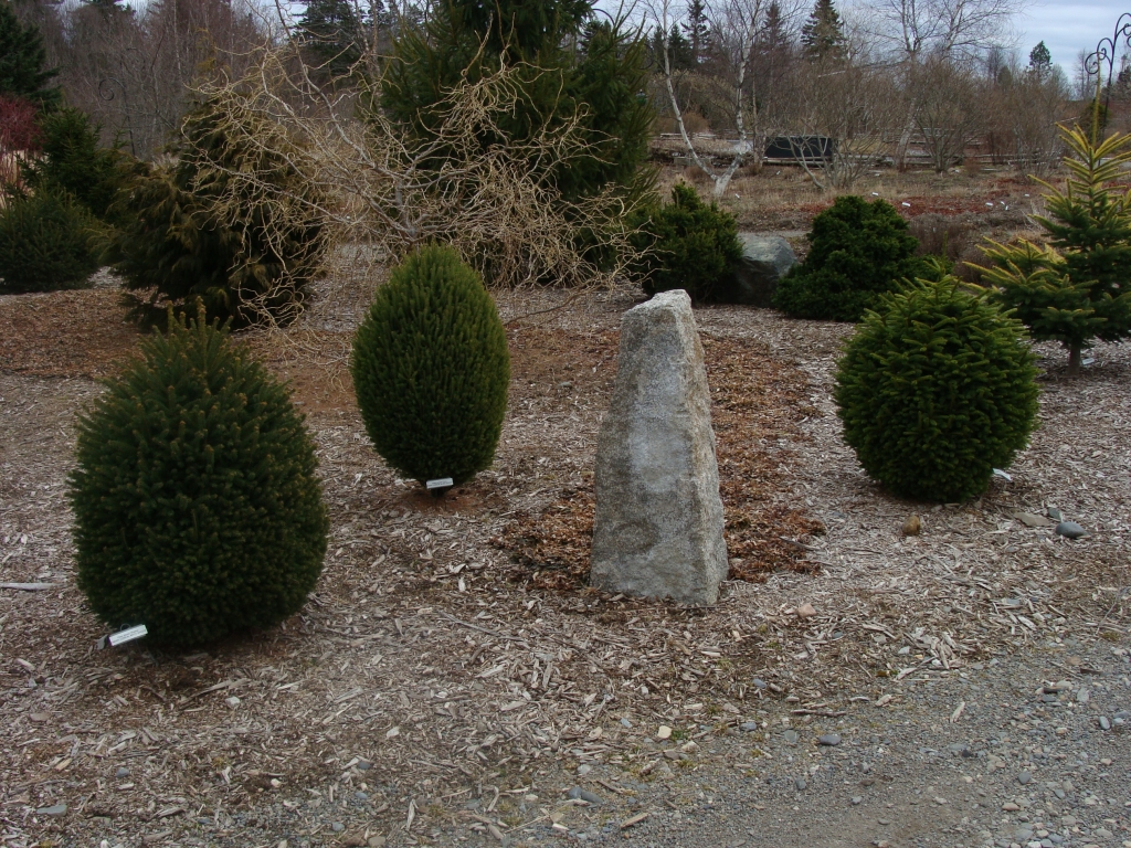 Picea glauca 