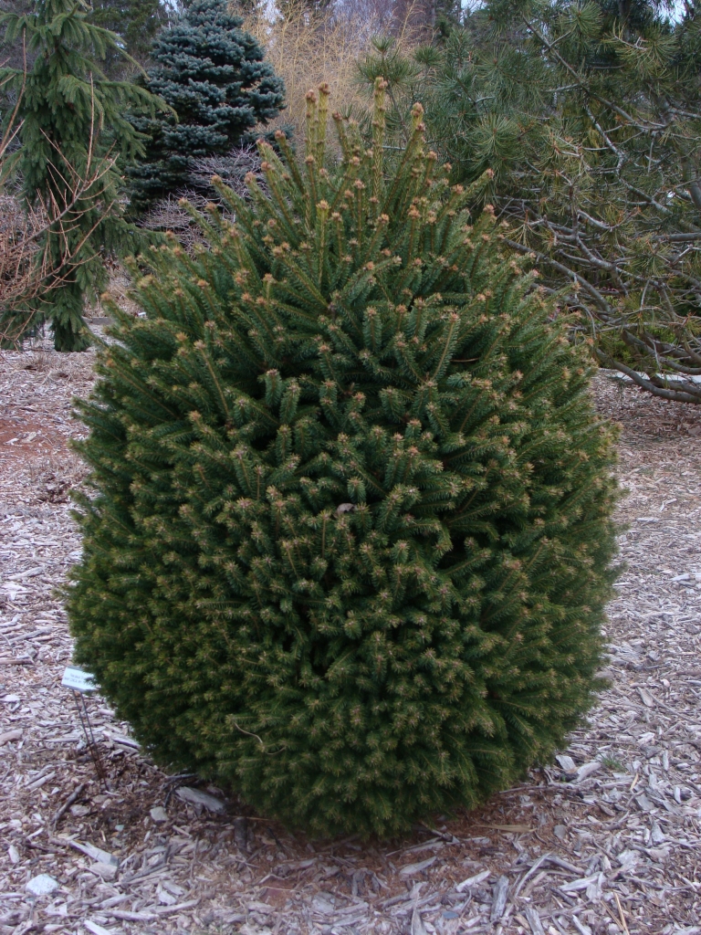 Picea glauca 