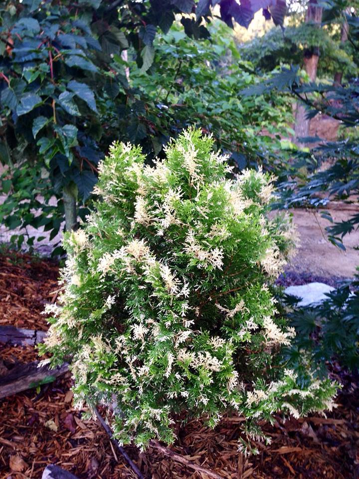 Platycladus orientalis 