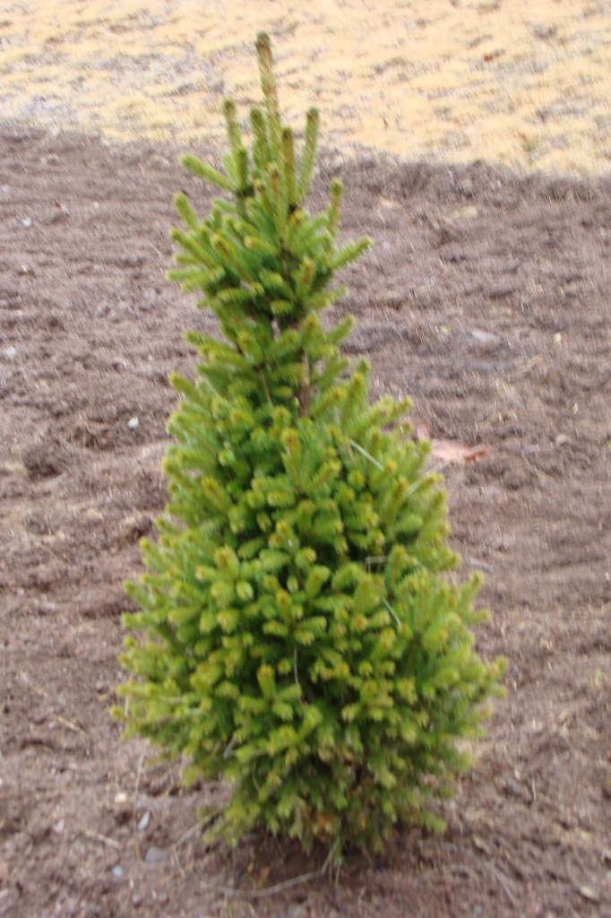 Picea glauca 
