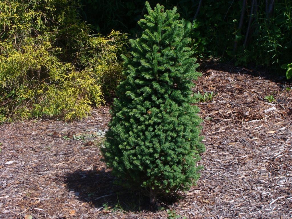 Picea glauca 