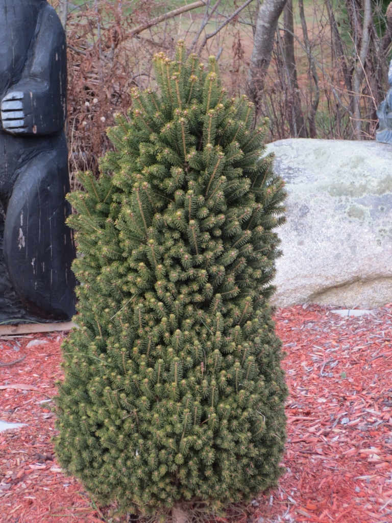 Picea glauca 