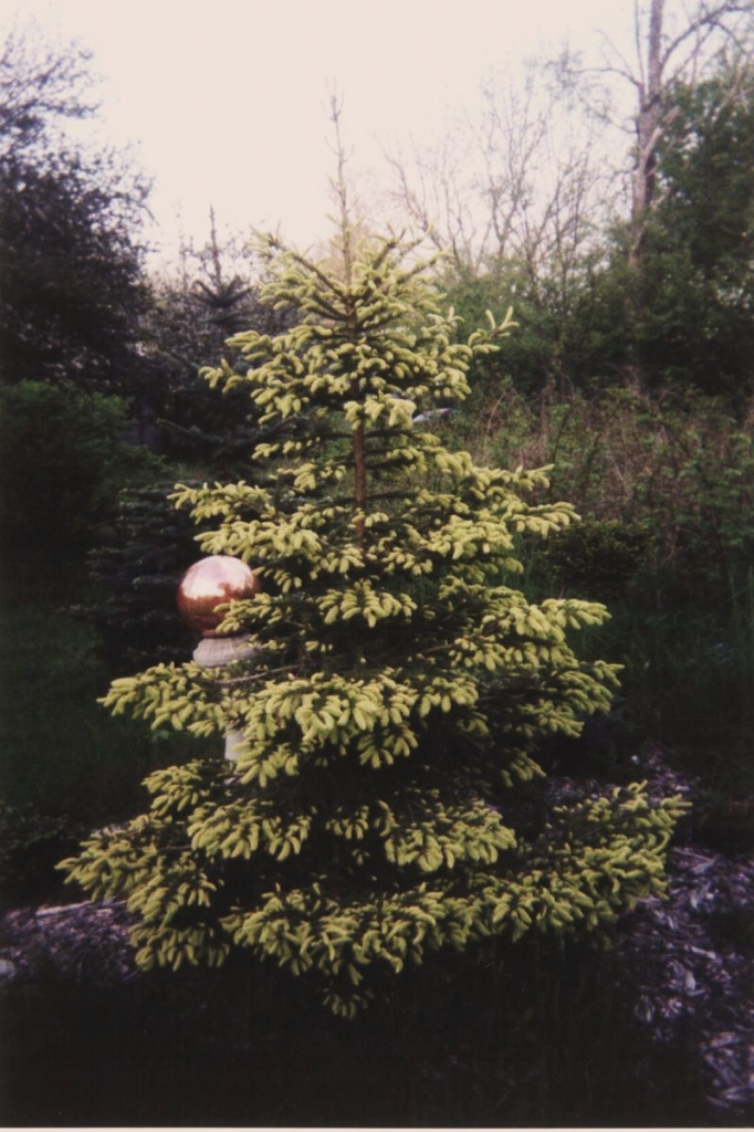 Picea glauca 