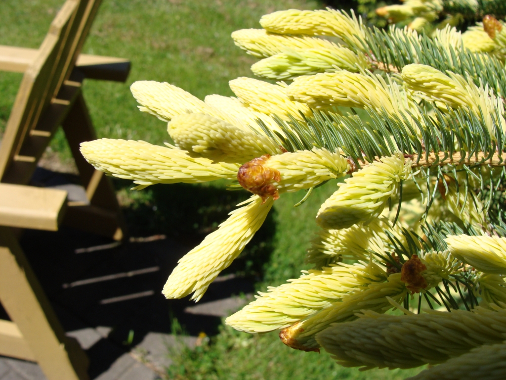 Picea glauca 