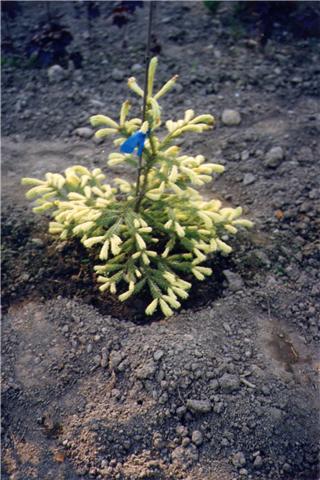 Picea glauca 