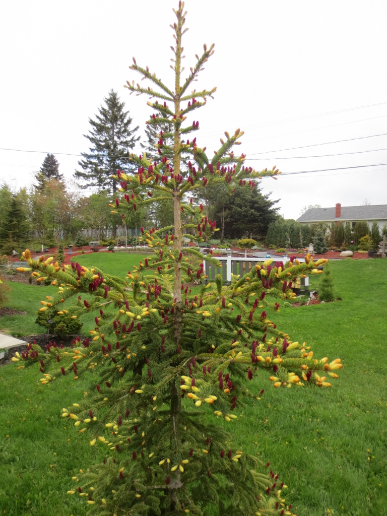 Picea glauca 
