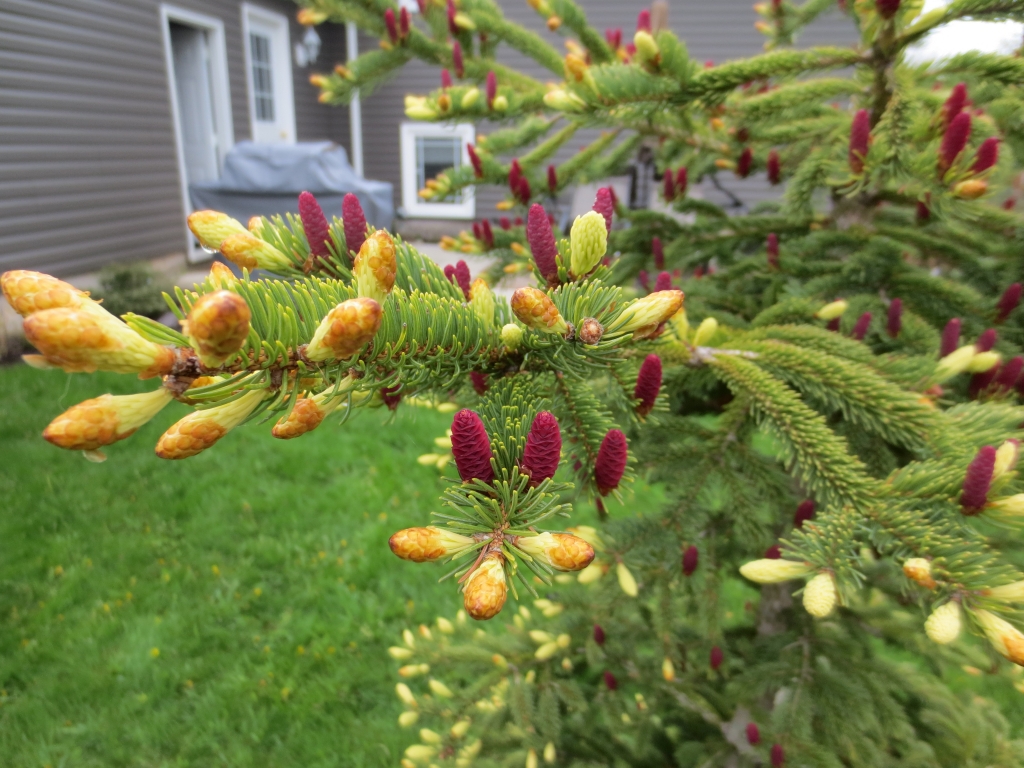 Picea glauca 