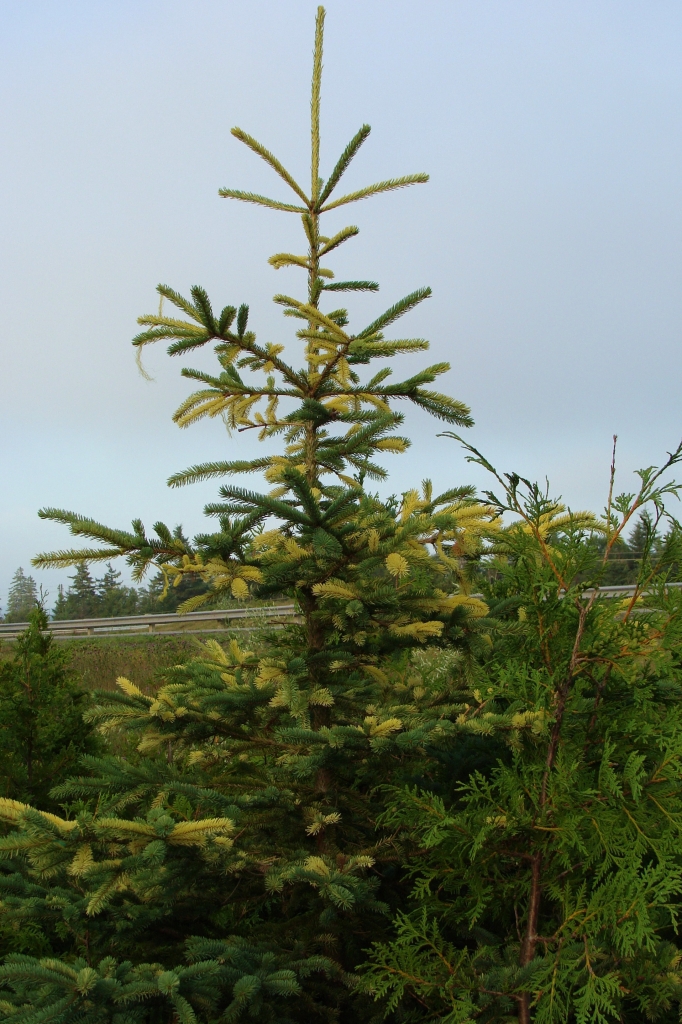 Picea glauca 