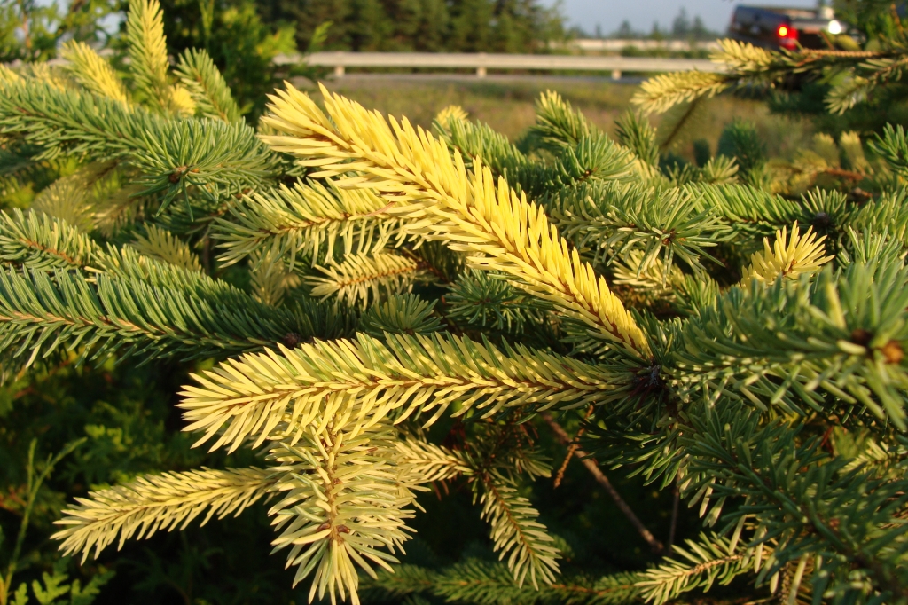 Picea glauca 