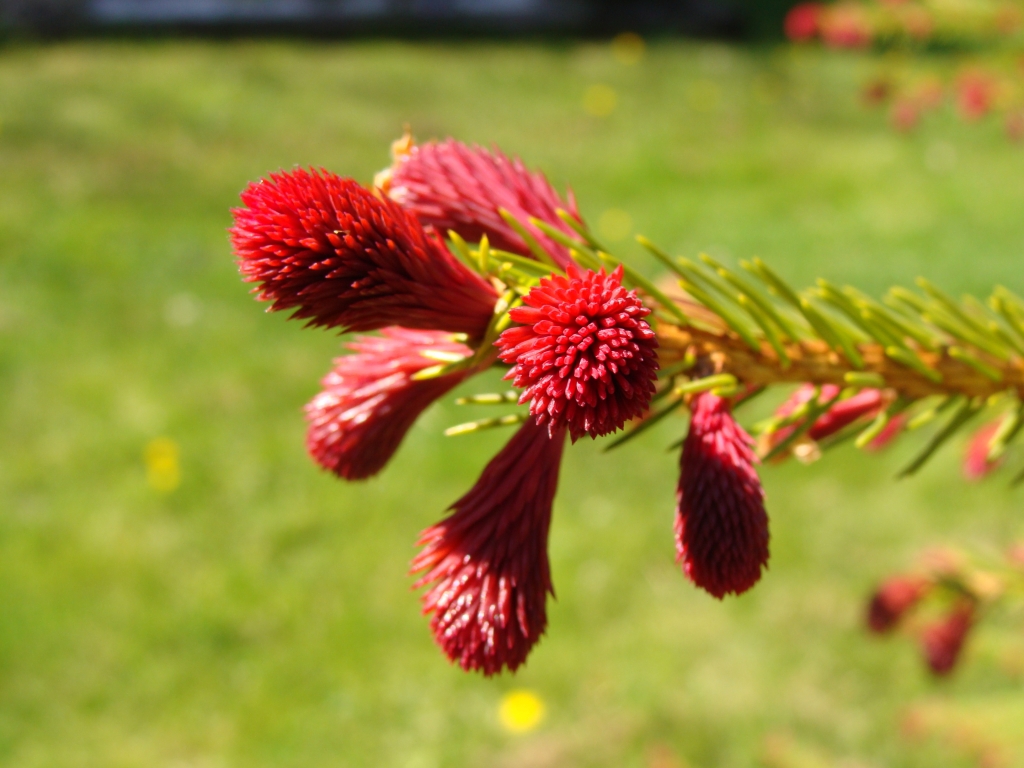Picea abies 