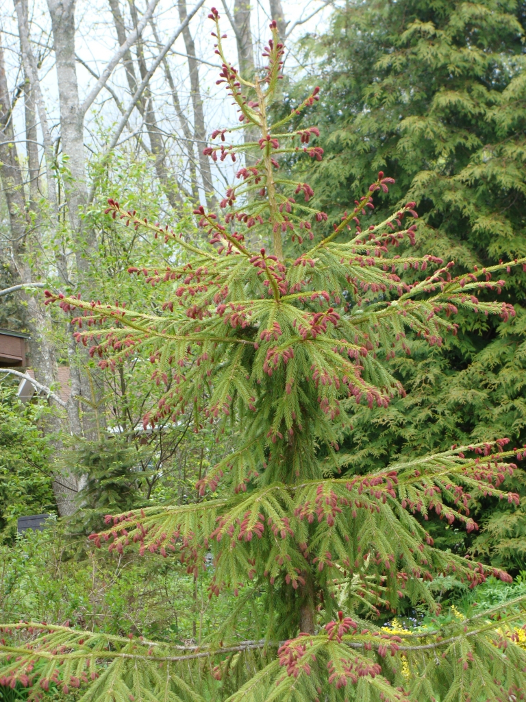 Picea abies 