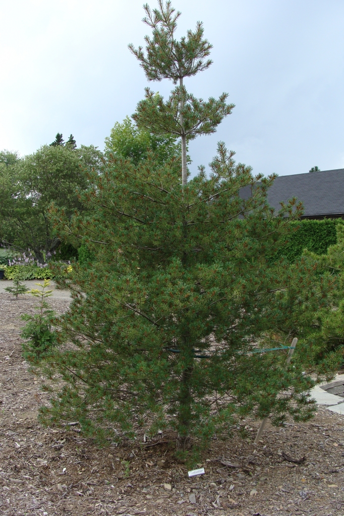Pinus strobus 