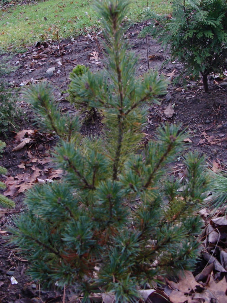 Pinus strobus 