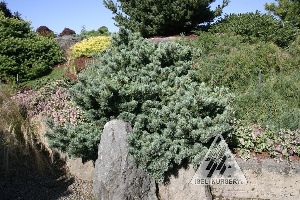 Pinus parviflora 