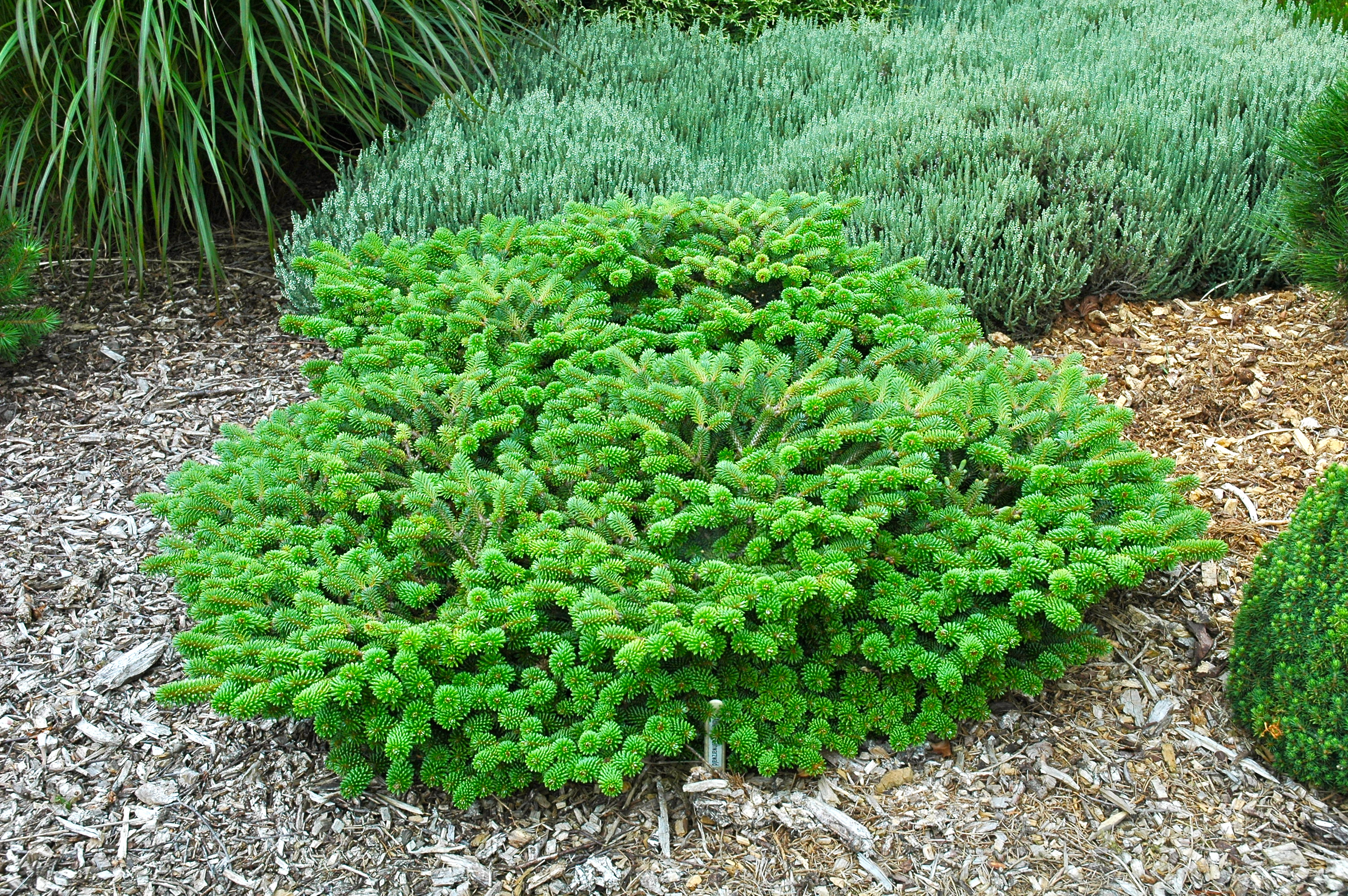 Abies alba 
