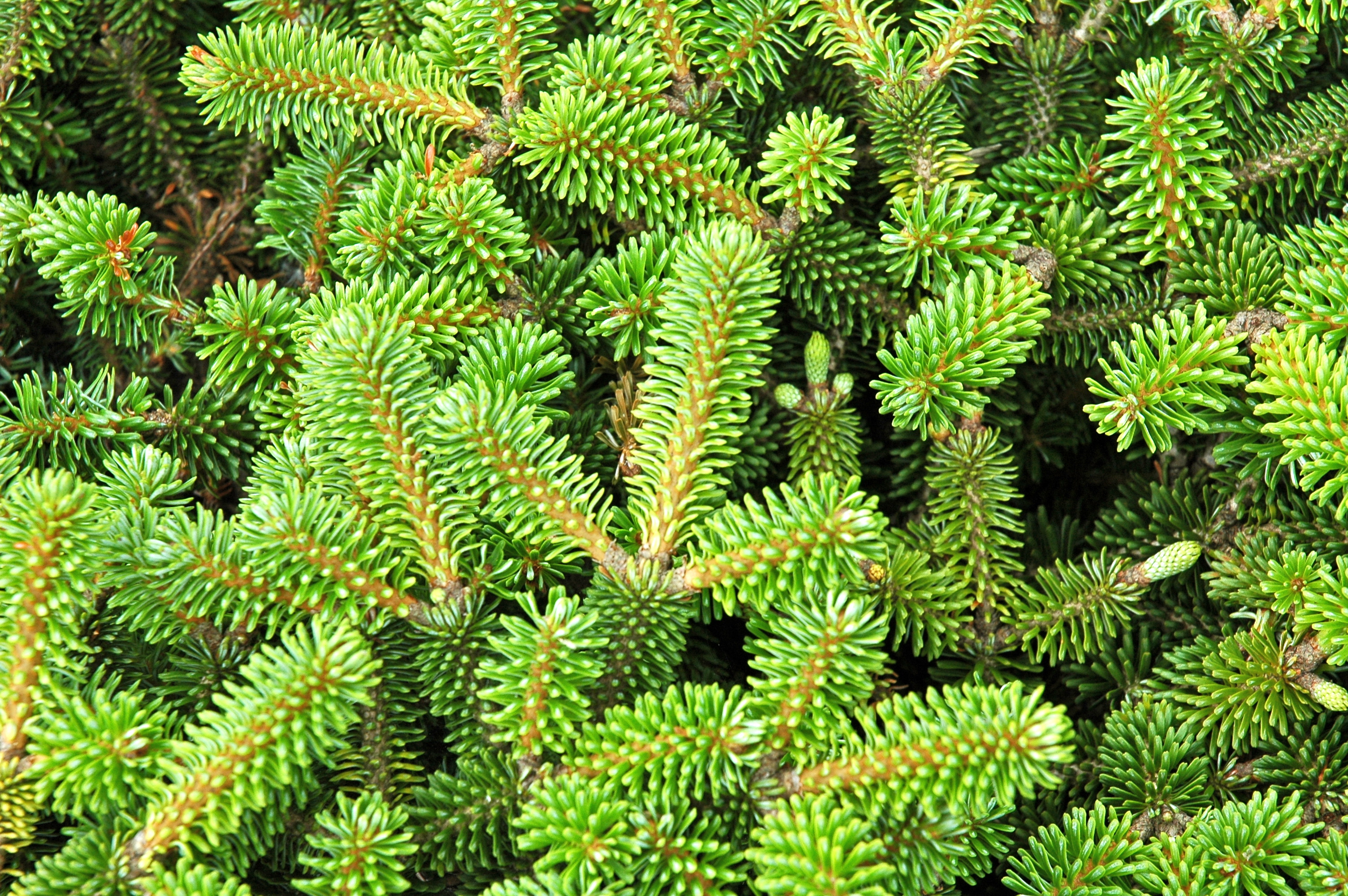 Abies alba 